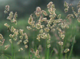 カモガヤ（イネ科）