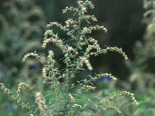 ヨモギ（キク科）