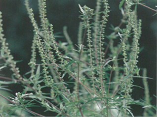 ブタクサ（キク科）