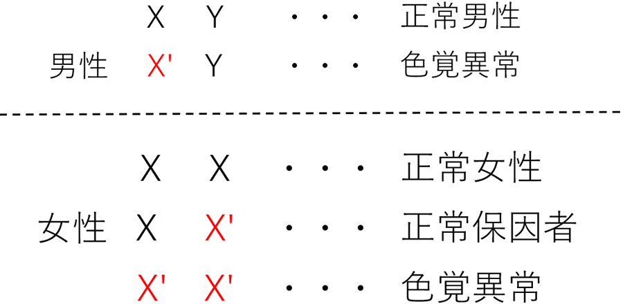 先天性色覚異常の遺伝